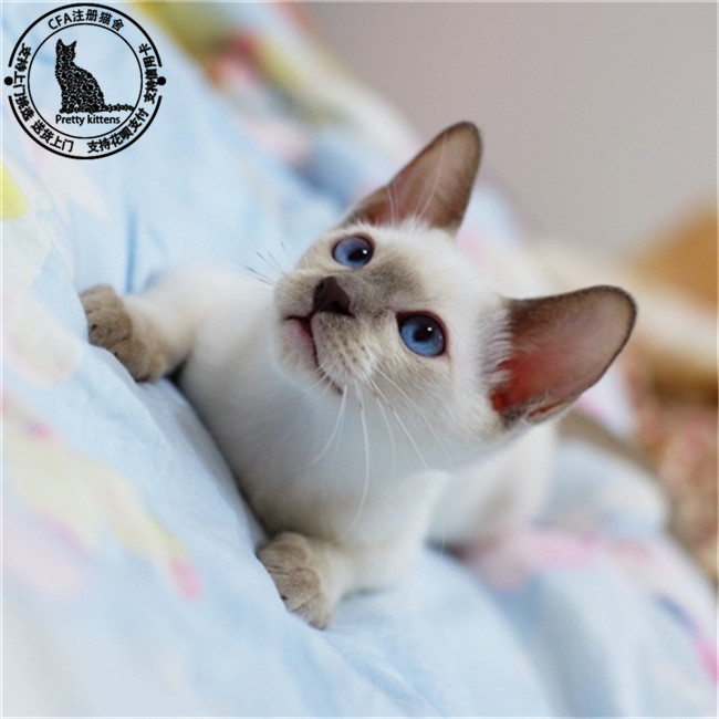 猫身上臭味的秘密：探究背后的原因